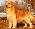 同样是寻回犬，比照拉布拉多，为什么金毛不适合做警犬？