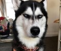 还在为不知怎样练习金毛寻回犬烦恼？学完这几招老婆都夸你！