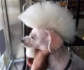 狂犬病的潜伏期是多久,一般有什么症状？