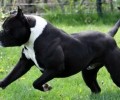小斗牛犬多少钱一只？由这些要素决议！