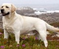 “拉布拉多犬多少钱一只，成犬和幼犬的价格相同吗