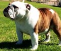 你知道心爱的法国斗牛犬多少钱吗？