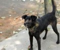 得了狂犬病的狗可以活多久呢？