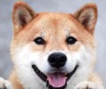 “小柴犬价格多少钱一只”?哪些方面决议价格