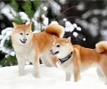 柴犬智商排名第几,它们聪明吗？
