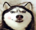 养哈士奇一个月多少钱?
