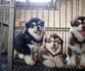 “狗狗颤栗是什么原因”?常见有三大原因