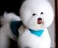 比熊犬和泰迪的差异?都哪有些显着的特征