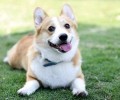 狗狗得细微能自愈吗之具体回答
