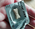 夏天寄生虫暴虐 究竟给狗狗驱虫多久一次？