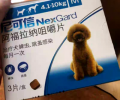 夏天寄生虫暴虐 究竟给狗狗驱虫多久一次？