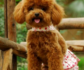 心丝虫怎样防备？犬心保细节控