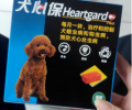 心丝虫怎样防备？犬心保细节控