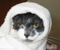 猫咪多久洗一次澡最合适