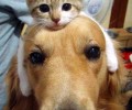 猫狗大PK谁更受喜欢