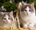 什么样的家庭合适养殖第二只猫
