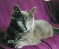 猫咪散养好仍是圈养好