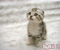 苏格兰折耳猫吃什么食物好