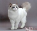 养殖布偶猫要注意哪些
