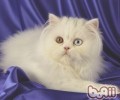 怎样科学喂食波斯猫