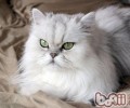 波斯猫有哪些特色