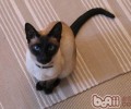猫砂多久换一次