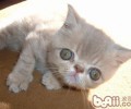 伴侣动物 猫咪是不错的挑选