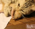 母猫为何会吃自己刚生的小猫