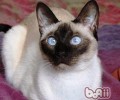 养猫有害处吗