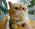 猫咪需求补钙吗