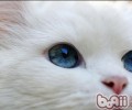 奥秘猫咪大揭秘，正确养殖破除迷信