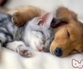 猫咪与狗狗度忠实大PK