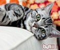 猫咪太胖并不是功德