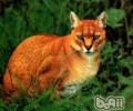 非洲金猫的习性介绍