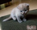 宠物猫消瘦是为什么