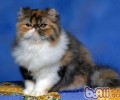 猫咪年纪的详细换算