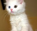 猫咪走丢了该怎样处理