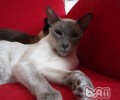 为宠物猫梳毛有什么优点