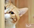 猫咪年迈后的身体体现