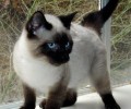 猫咪怎样彼此辨认