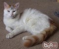 土耳其梵猫的性格特征