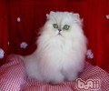 怎样协助波斯猫洗脸