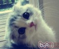 属相与猫咪：什么属相的人合适养猫
