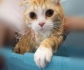 克己猫咪沐浴液的办法