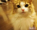 健康挪威森林猫的选购指南