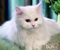 四招应对猫咪频频掉毛的困扰
