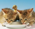 介绍猫粮的保存办法