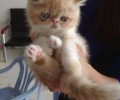 一起养两只猫要注意哪些