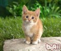 猫咪迷路，家长怎么防备