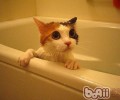 冬天给猫咪洗澡谨防伤风